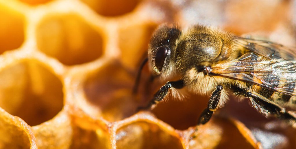 “In substantiam pretiosae huius&nbsp;lampadis”